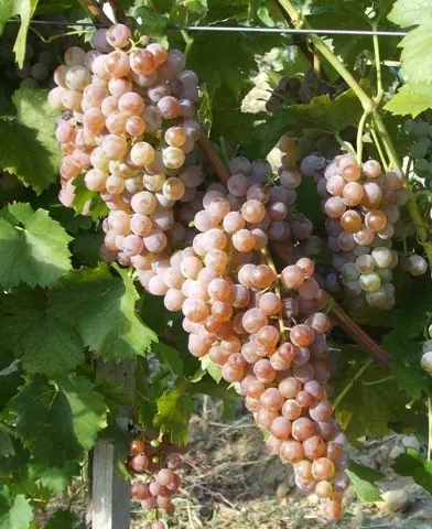 Cserszegi fűszeres borszőlő oltvány