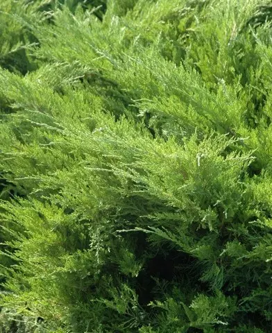Juniperus media ’Mint Julep’ - Zöld terülő boróka